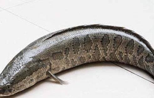 国内|国内最好吃的4种鱼,肉质鲜美,你吃过几种,估计连名字都不知道