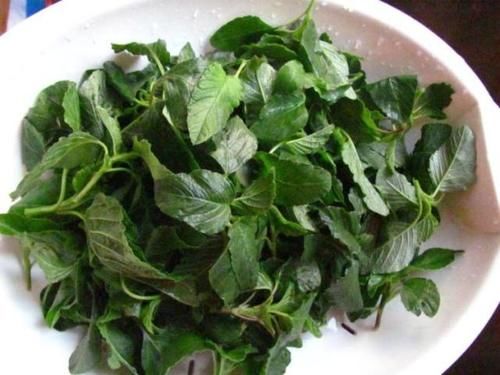  农村|这菜农村当垃圾扔，城里3块钱一斤，好吃不上火，排出毒素，越吃越瘦