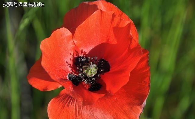 得偿所愿|在8月上旬,为爱执着,携手与共,得偿所愿的三大星座