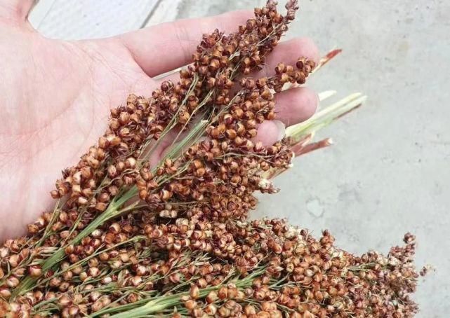 酿酒|季克良:茅台酒生产为什么要用整颗高粱