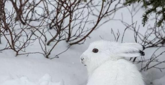 雪白|世界上几种比较有名的白色动物,均有生活在俄罗斯境内,宛如精灵
