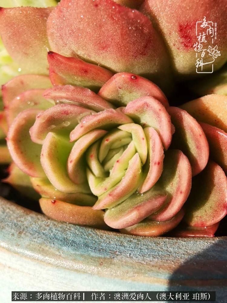 血放|多肉让你把血放，文玩掏空你家当，你要在哪个坑里乘风破浪？