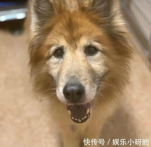 洪水|洪水来袭,夫妻放弃全部家当,只救出一群狗狗……