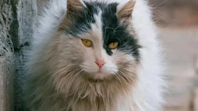 鳌拜|除了古建筑紫禁城里还有猫