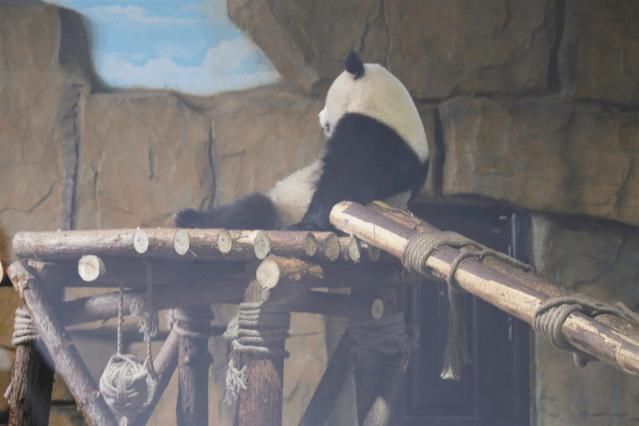  成实|大熊猫“成实”＆“园月”，要回家了！