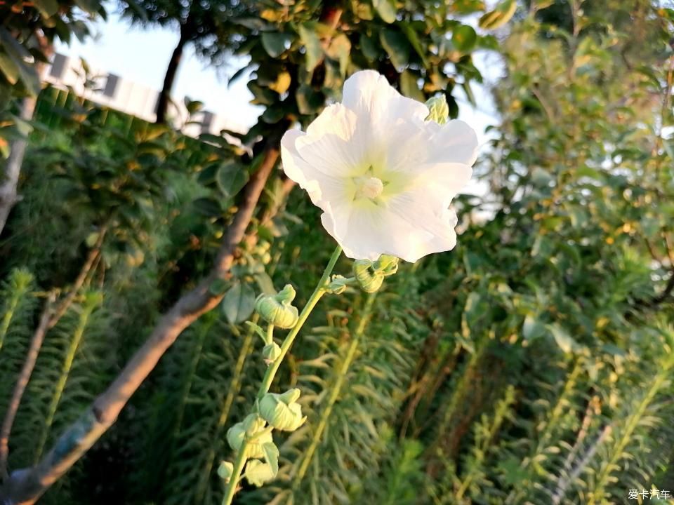 蜀葵|盛夏赏蜀葵，观花心情爽！