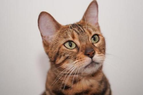  MACRO|“经典”的长焦微距 适马105mm F2.8 DG DN MACRO | Art评测