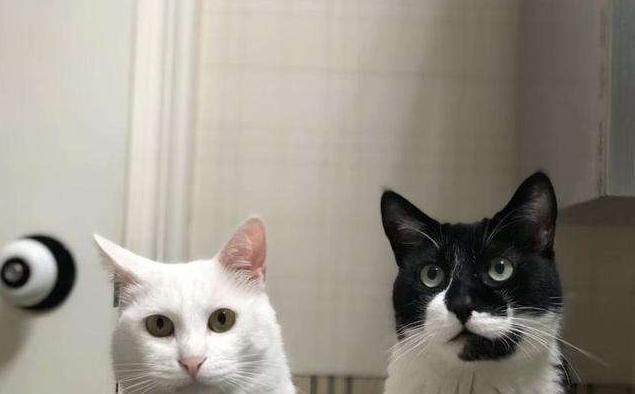 听说|听说跟猫同眠会睡得更香？网友：让你见识一下，什么是半夜蹦床迪