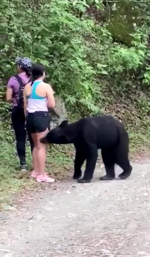  身高|惊魂时刻！墨西哥一女子被等身高的黑熊尾随“亲近”，竟淡定掏出手机自拍