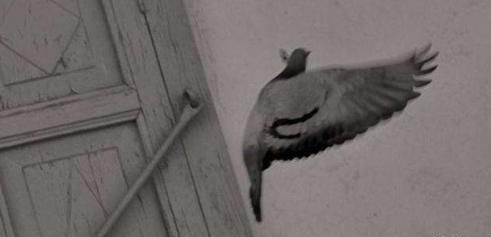 世界|不被理解的青年导演，29岁自杀身亡，令人痛心！