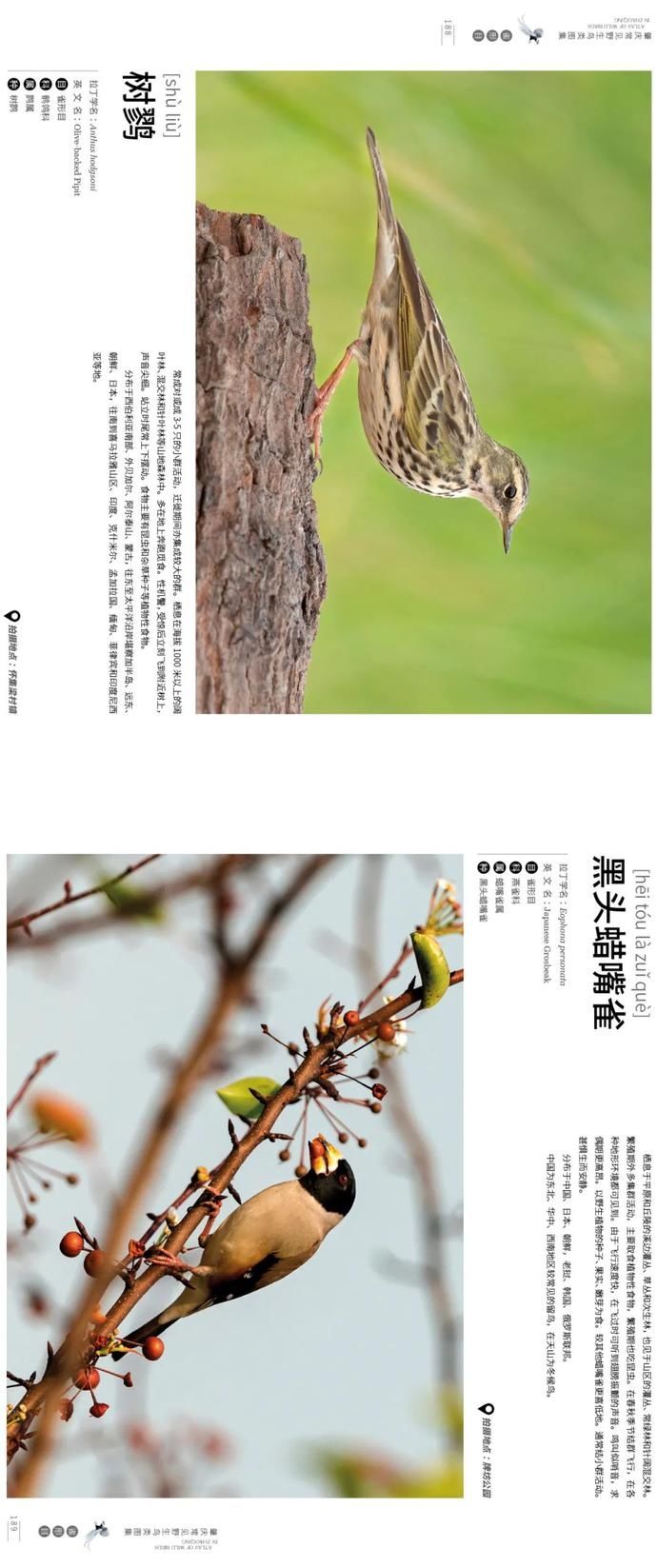 野生鸟类|艺术照曝光!肇庆竟藏有这么多野生“精灵”,很多没见过……