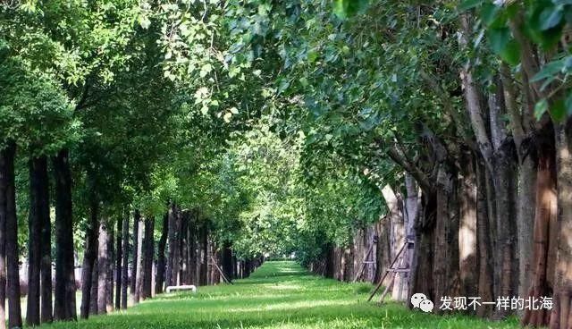 感觉|北海新发现:这个网红公园太漂亮了,感觉到了欧洲