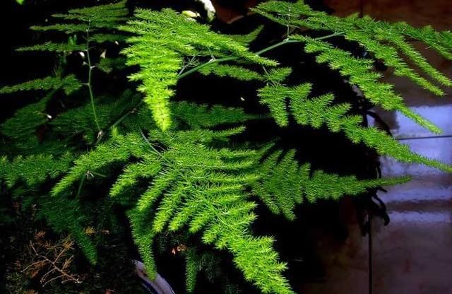 徒长|秋天了别忘记给花理发，这3种花更需要修剪，不然徒长后更丑