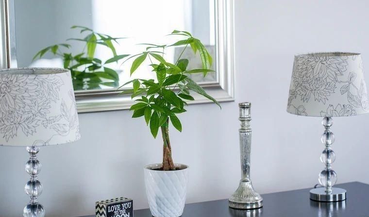  种子|了解发财树那脆弱的根，发现它很容易烂根，但我有解决方法