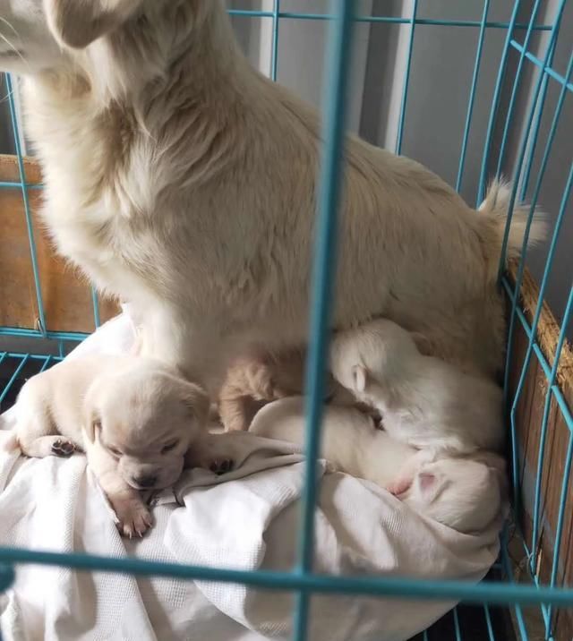  出场|记者深入调查：楚雄市被抓的流浪犬哪去了？