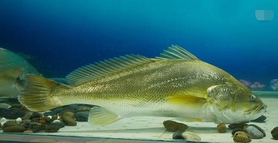 加拿大象拔|全球十大顶级海鲜,异常珍贵,尤其最后一种,有钱都不一定吃得到!