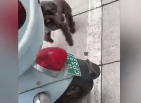  遛狗|中年女子遛狗不牵绳, 辅警上前劝阻, 女子喊: 咬他