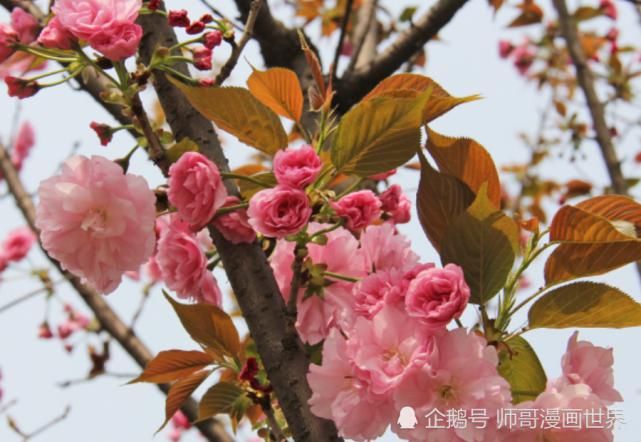 生肖|八月开始:步步高升,事业一直发,福报不浅的生肖