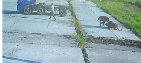 黄牛|1200斤大黄牛被送往屠宰厂 宰杀前恐怖一幕发生被镜头拍下