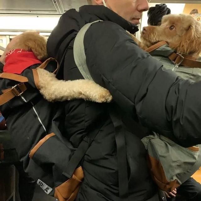  乘坐|美国人怎么喜欢带着宠物猫狗乘坐地铁？爱猫狗人士慎点