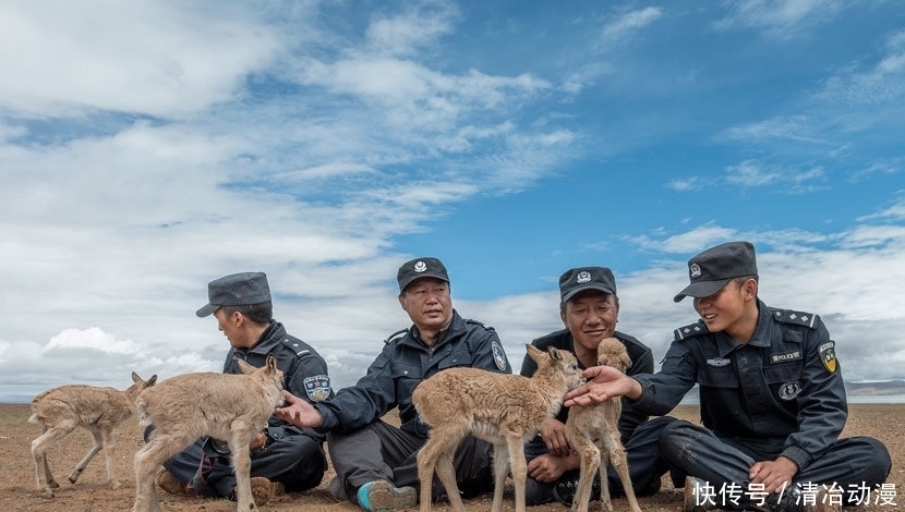  自然保护区|你可能误解了什么！可可西里不是诗和远方，这里有狼、熊、豹……