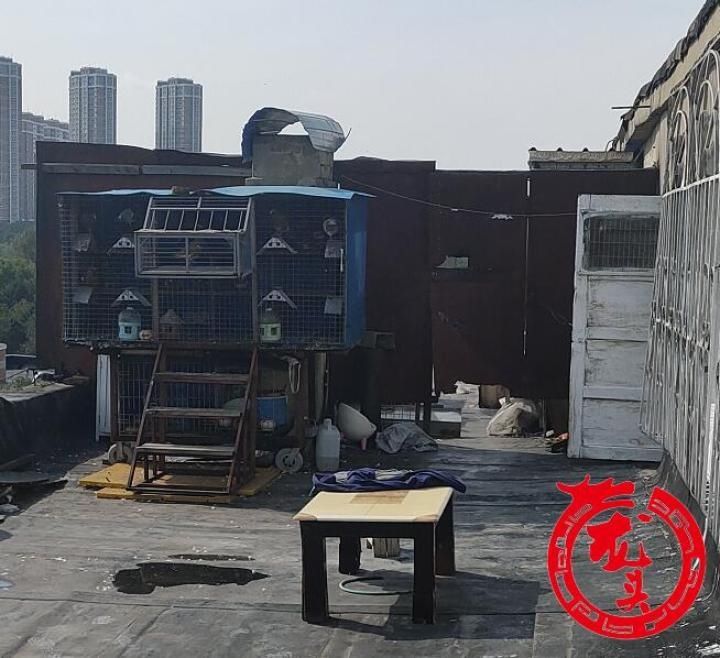 笼子|乐园街1-3号楼顶被鸡笼鸽笼霸占!居民家漏雨没法修