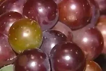  喜欢|鲜葡萄和葡萄干，哪种更有营养？喜欢吃葡萄的要选对！