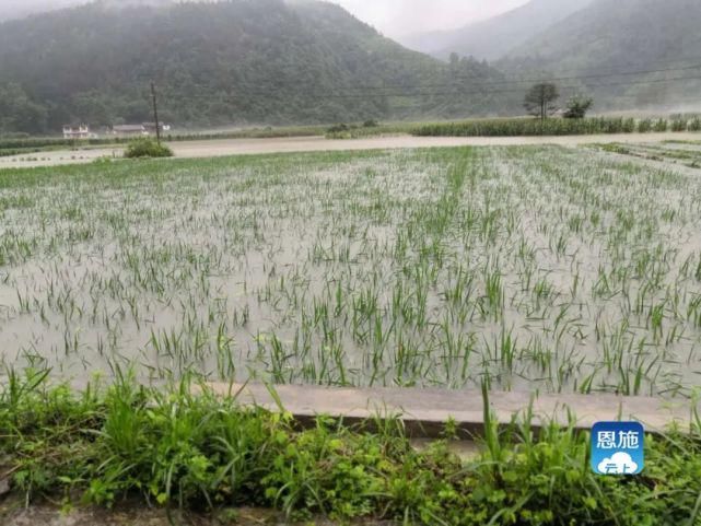 连遭|恩施全境连遭暴雨袭击，来凤多地受灾！