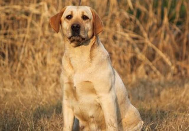 头上|俗语：“猪来穷，狗来富，猫来头上顶白布”，是何意？涨知识了