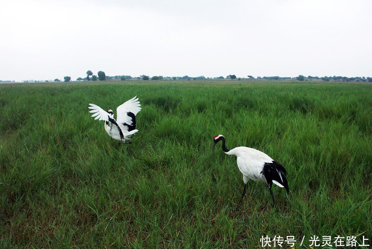 嫩江|映像中国—这里被称为“丹顶鹤之乡”,这里有众多湿地保护区景观