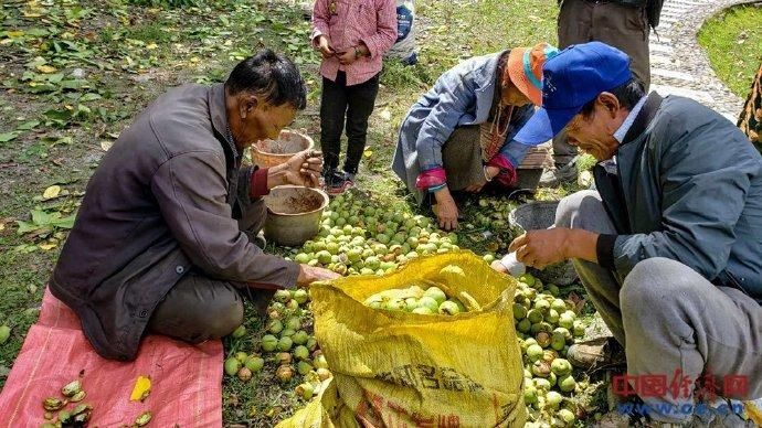 核桃|千年核桃“触网”收益多