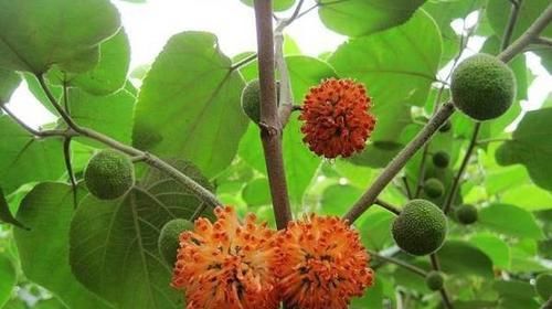 草莓|四种“洗不干净”的水果,全吃过的都是牛人,我只吃过杨梅!