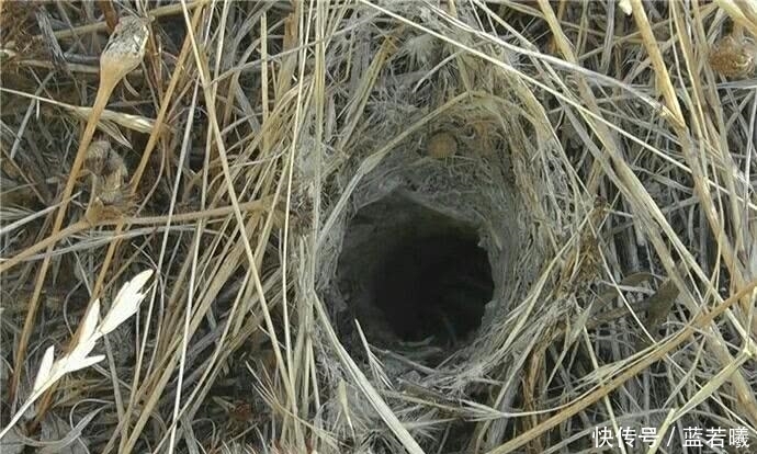  怪声吵醒|男子入睡后被耳边的声音吵醒, 发现一小洞后, 拿起手机报警