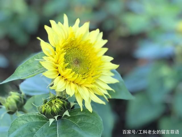 葵花|沈阳花讯通知：朵朵葵花向阳开