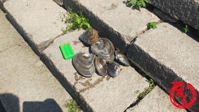 父子俩|哈市道里区江边 父子俩捞哈喇双双溺水失踪