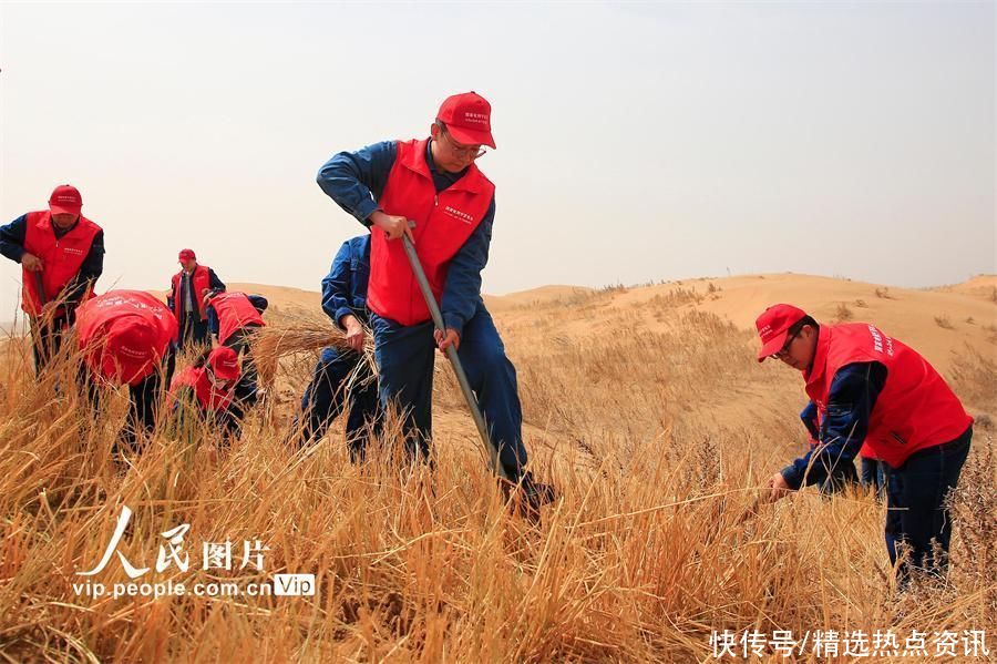 宁夏灵武：植绿治沙