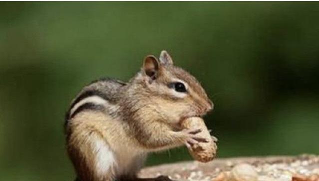 粪便|这些动物的粪便不仅能吃,还价值不菲,有的甚至比黄金还贵