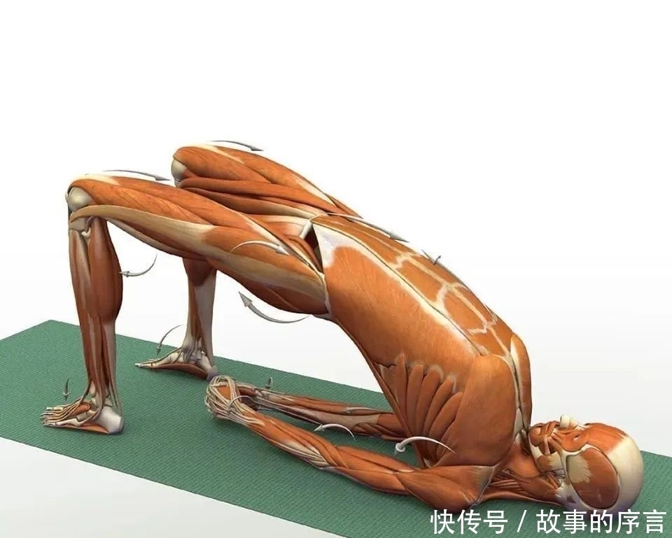  正位|28个常见瑜伽体式解剖图，正位、发力一目了然（收藏级！）