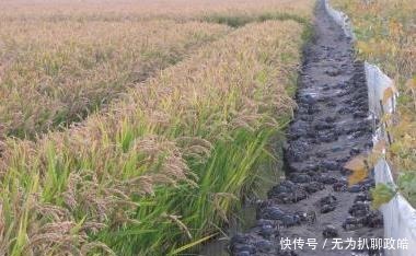 影响|中国历史上第一个吃螃蟹的人,他到底是何许人也?后来又有何影响