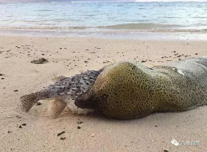 卡住|库克群岛一条长1米的鳗鱼，吞食一条刺鲀反被卡住，最终两败俱伤