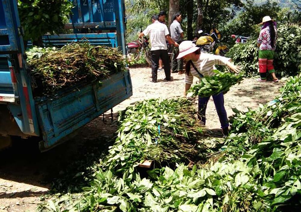 国民|17年前炒成“国民神药”，一斤上百元，农民种植了却不赚钱