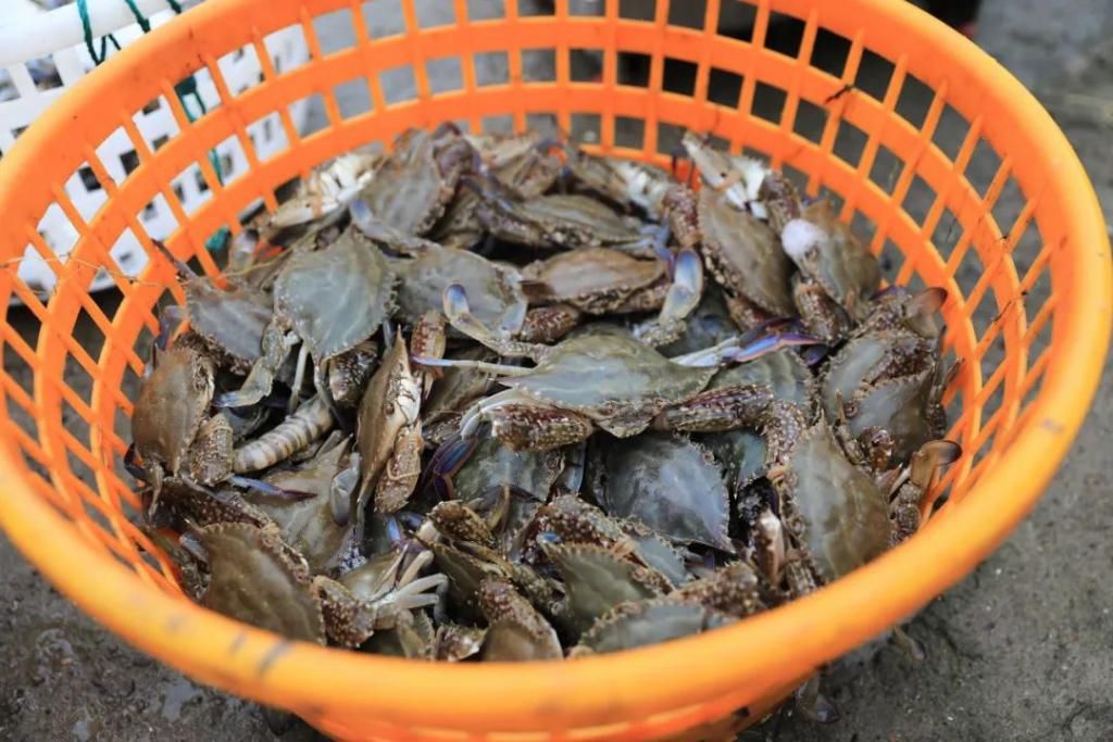  高质|梭子蟹“秋苗夏收”,有望在禁渔期产出高质蟹，期待不？