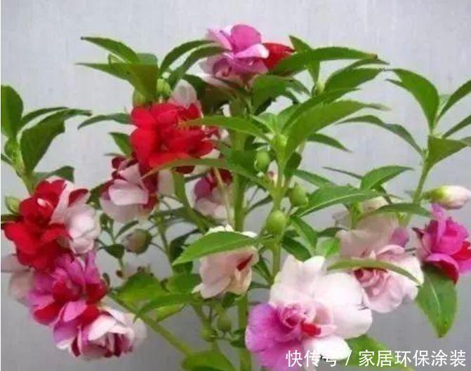 财运|自带福运的4种花,开花漂亮财运来,盛开时繁花似锦