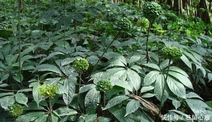 莫慌|立秋后,晚上睡眠不佳,莫慌!多用此物泡水,镇静安神,早知早好