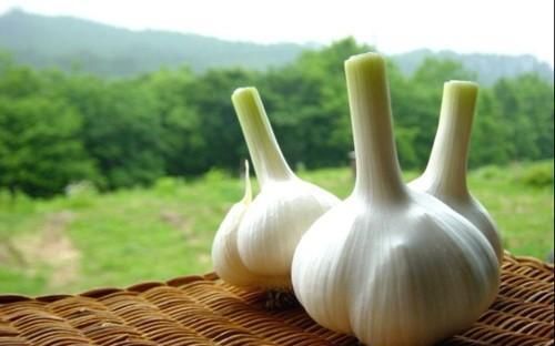 石勒|菜蔬不分贵贱,能吃就是好菜,看中国籍洋蔬菜有何古代来历