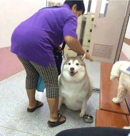  好养|二哈寄养奶奶家，铲屎官去领狗时笑了，奶奶：笑什么比孙子都好养