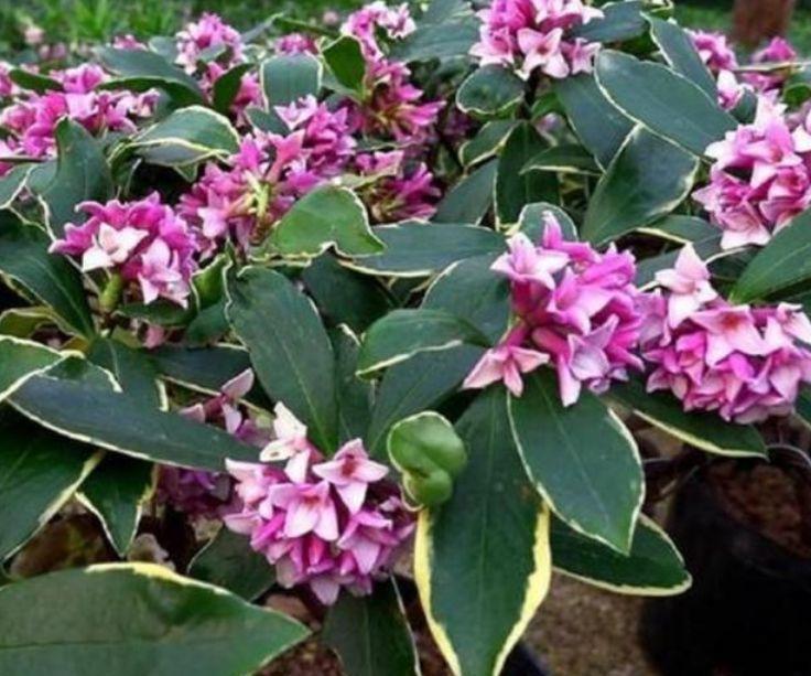 家里|3种花很耐养,家里养一盆,招财纳福好运来,日子越过越红火