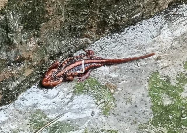 瘰疣|云南女子山中遇红瘰疣螈 属国家重点保护野生动物名录