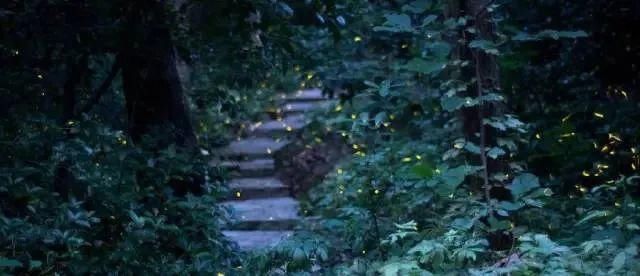  梦幻|超梦幻！西湖边的萤火虫你见过吗？这个地方还有1500亩的萤火虫公园！
