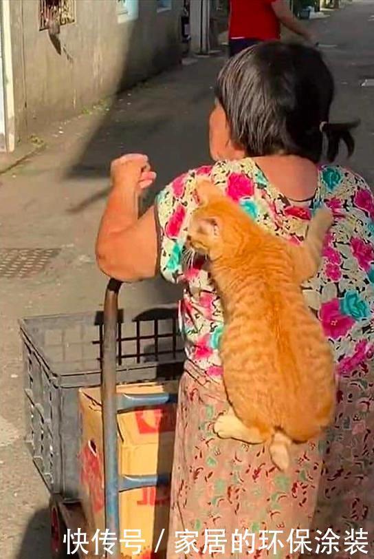 推车|远看老奶奶在推车,背上还趴着啥,凑近后:原来是只小可爱呀